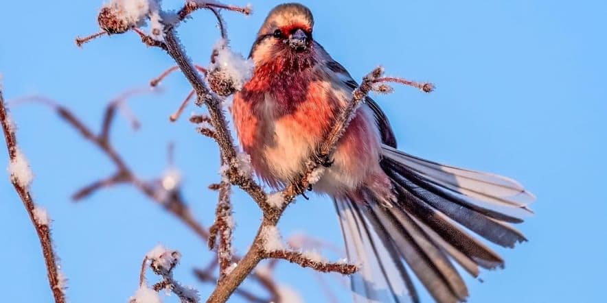 Основное изображение для события Конкурс «Российская зима» по изучению зимующих птиц