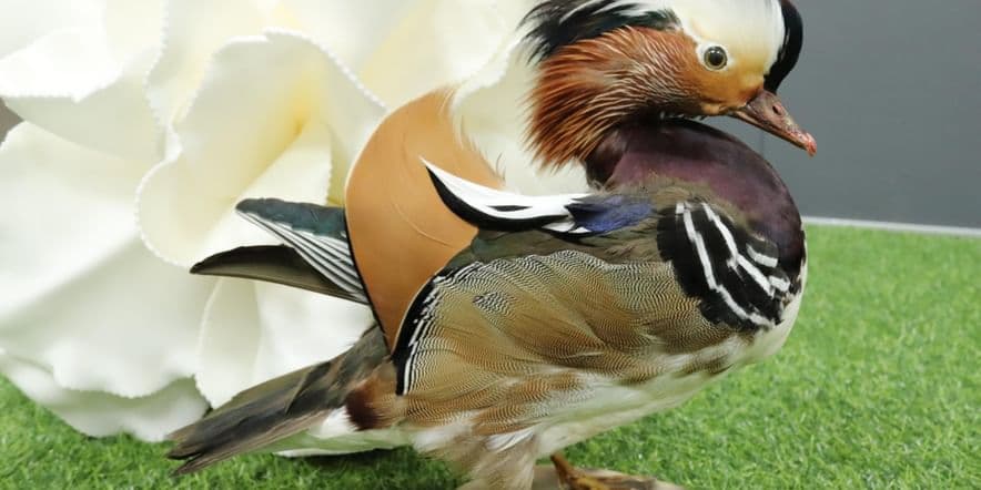 Основное изображение для события Экскурсия «Удивительная птица мандаринка»