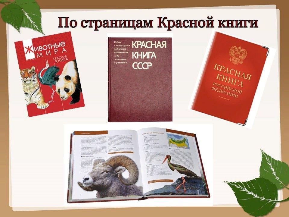 Животные красной книги картинки для детей