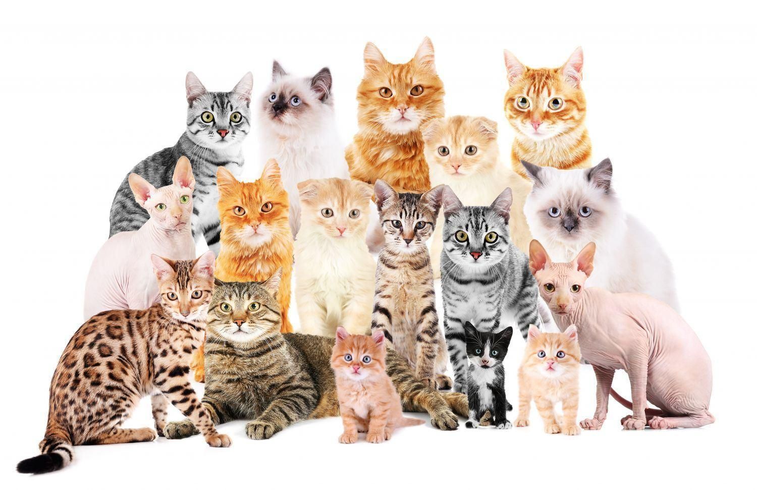 5 кошек картинка