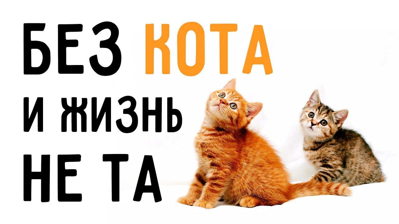 Ис кот. Без кота и жизнь не та. Кот с надписью. Надпись без кота и жизнь не та. Без кота и жизнь не та картинки.