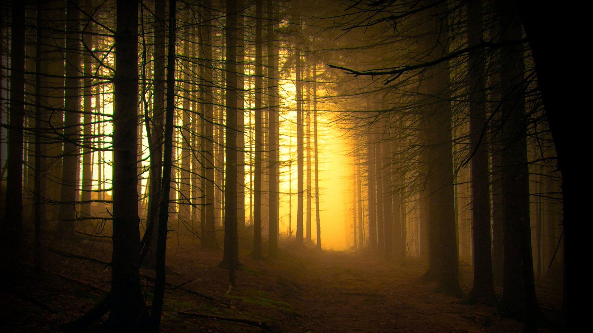 лес закат бесплатно