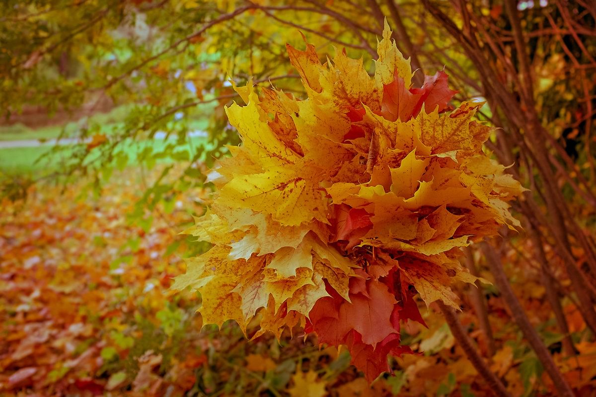 Осенние цветы листья. Растения осенью. Осенние цветы. Букет листьев. Букет из осенних листьев.