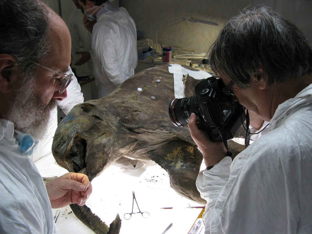 Вскрытие мамонтенка в Зоологическом музее, г. Санкт-Петербург, 2009