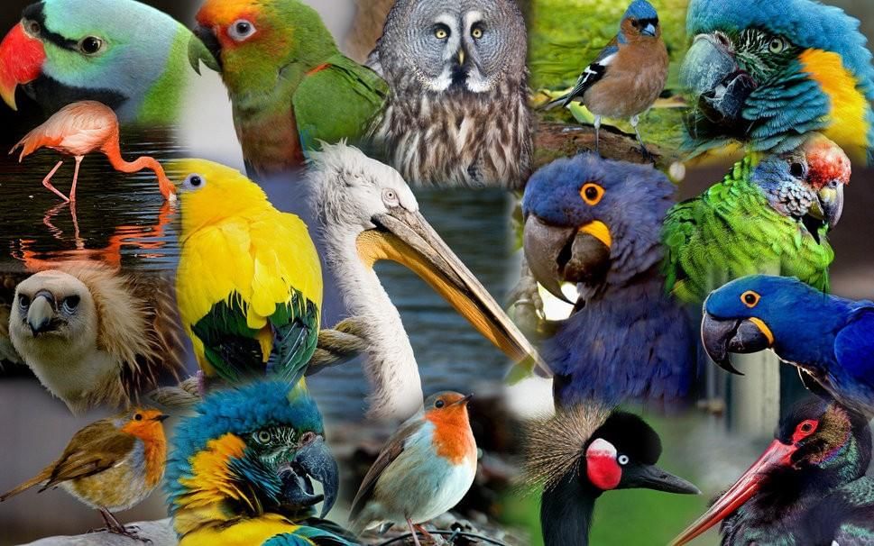 Познавательная программа «Птицы бывают разные»