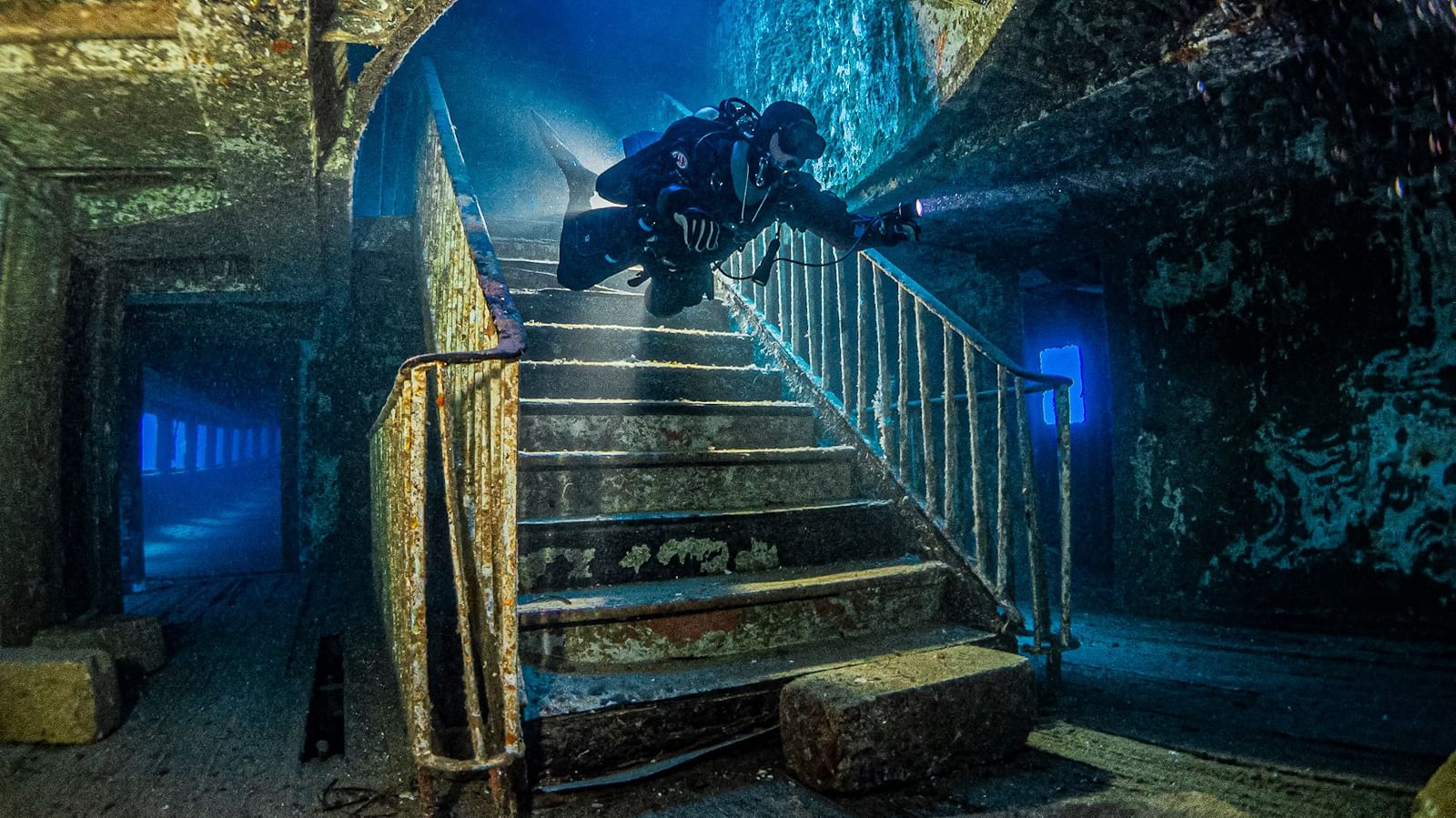 Выставка «Дикий подводный мир»